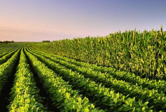 政策：国家发力玉米大豆生产种植；专家：农业根本出路在于有机化