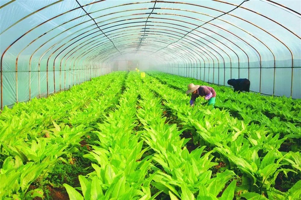 北京农业行业_有机农业行业_农业行业扶贫开发规划