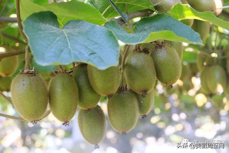 重大食品安全事故指_食品安全,指食品什么_有机食品指的是什么