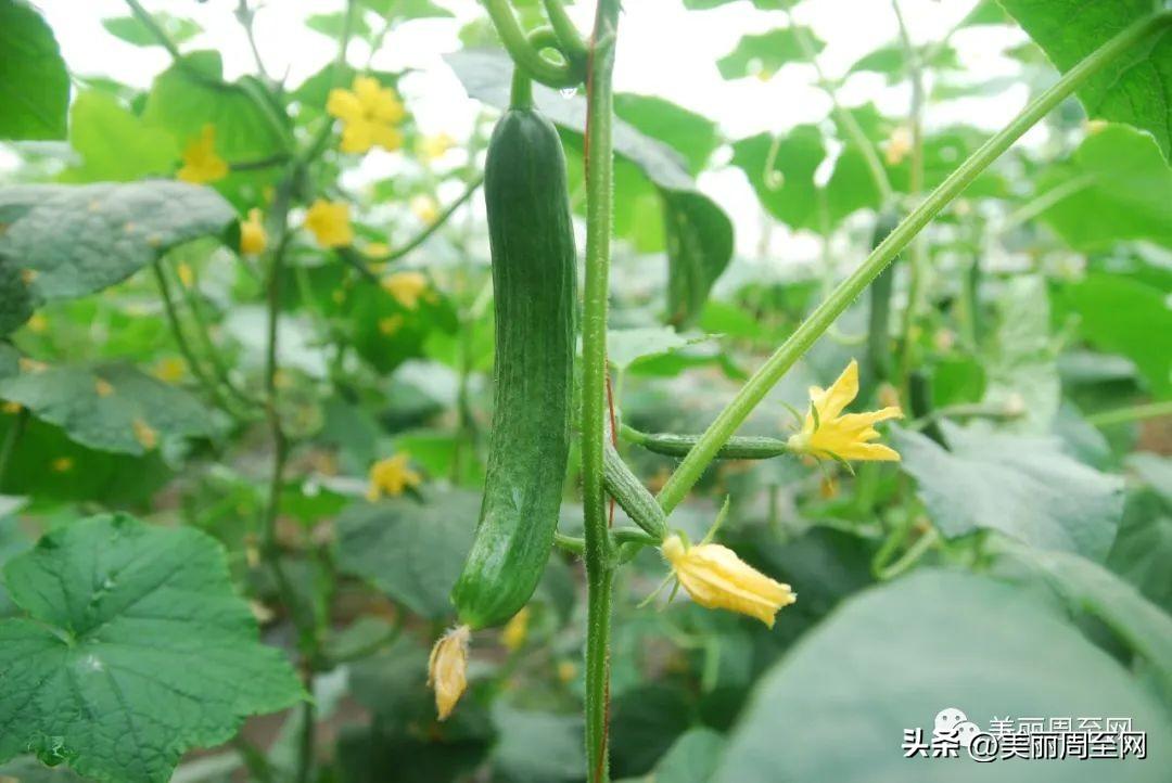 食品安全,指食品什么_有机食品指的是什么_重大食品安全事故指