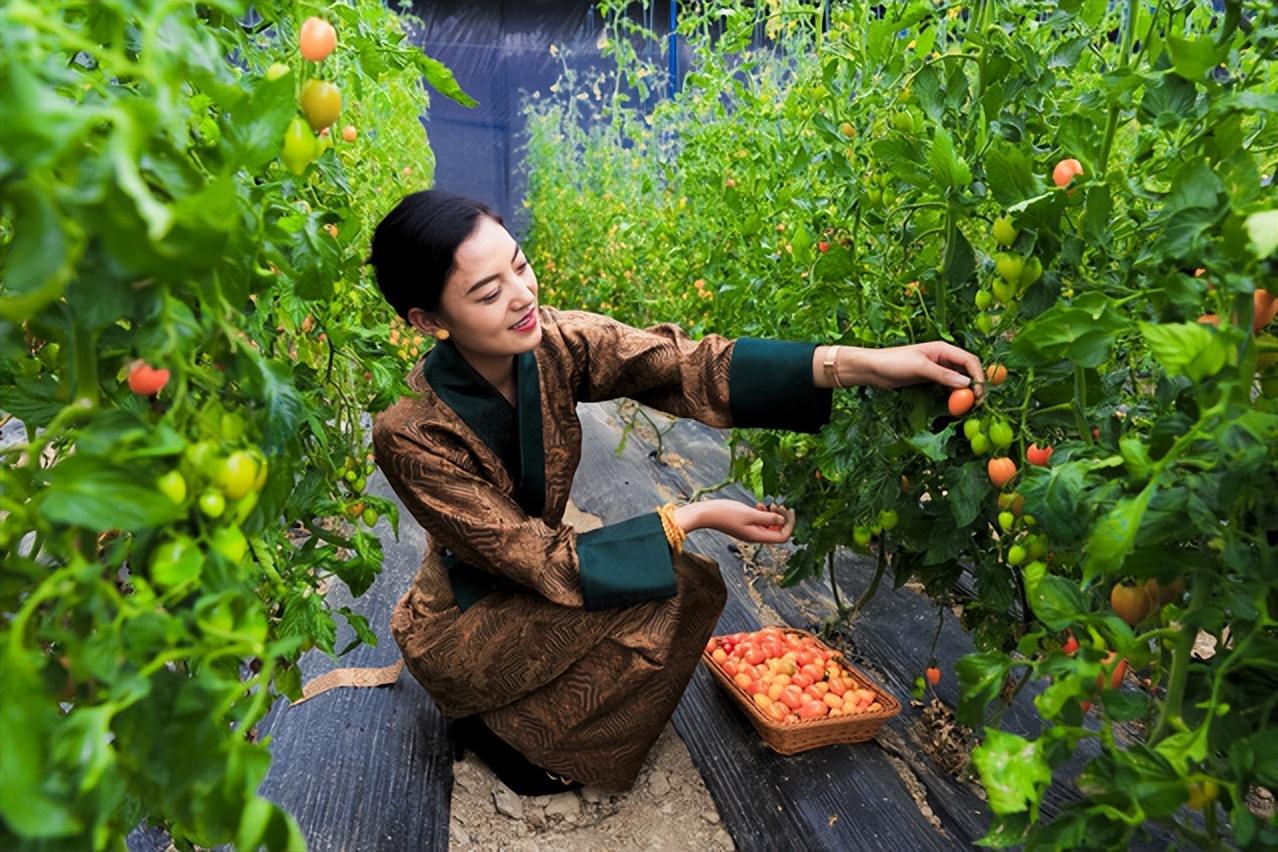 种植食用菌有补贴政策_国机集团领导有政府官员吗_我国有机种植的政策