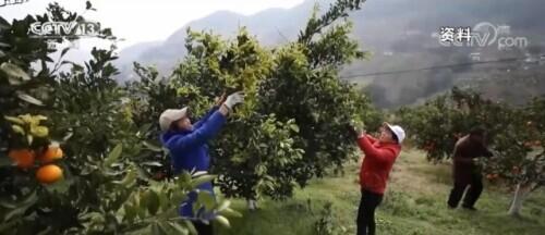 信阳市人民政府关于对种植食用菌的政策_小型种植食用菌有补贴政策_我国有机种植的政策