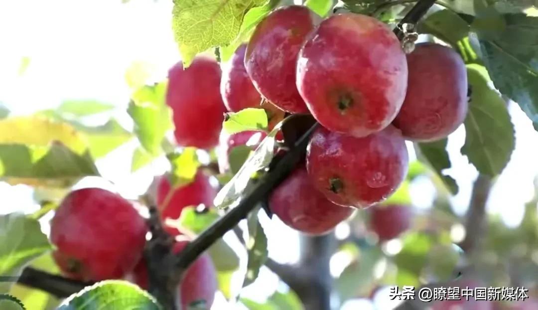 农业互联网产业互联网的最后一片蓝海_农业高新技术产业园区_北京有机农业产业联盟