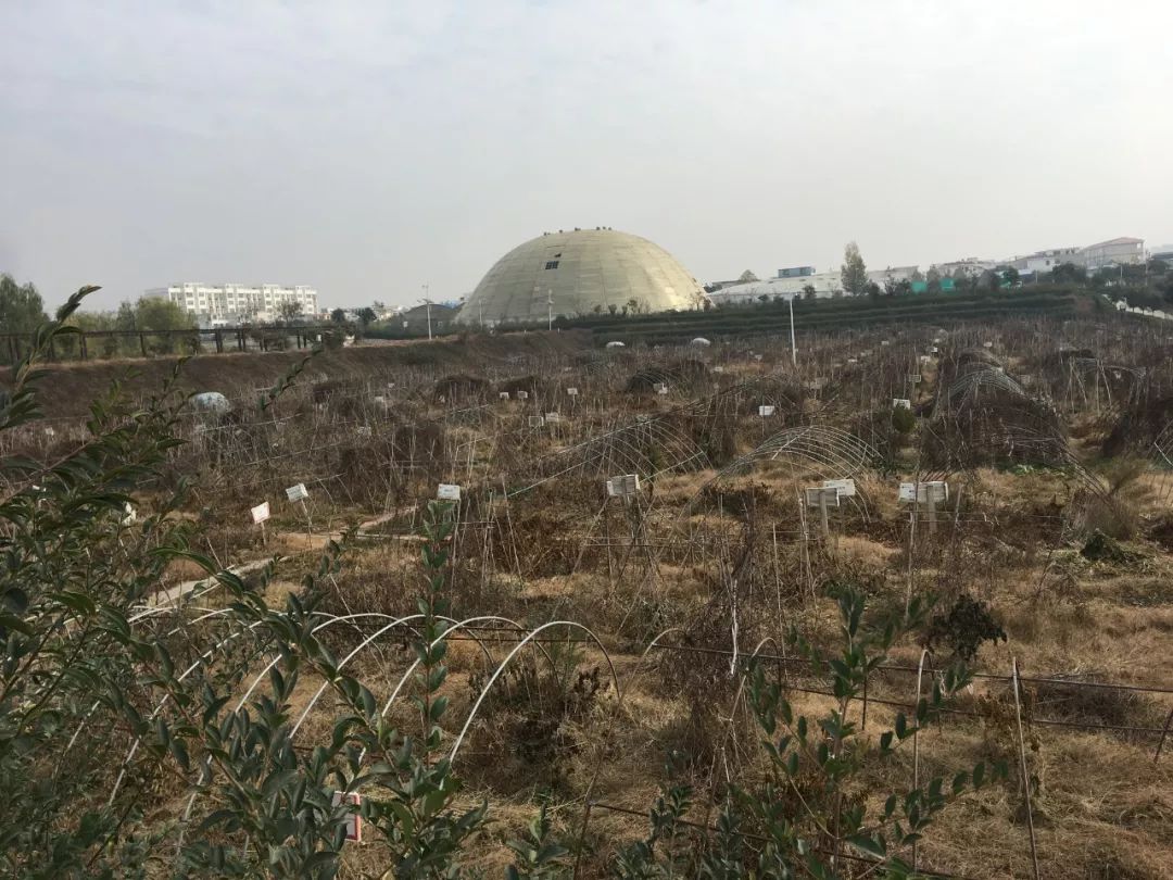 《大博弈 中国之危与机》_大博弈中国之危与机百度云下载_中国最大有机农场