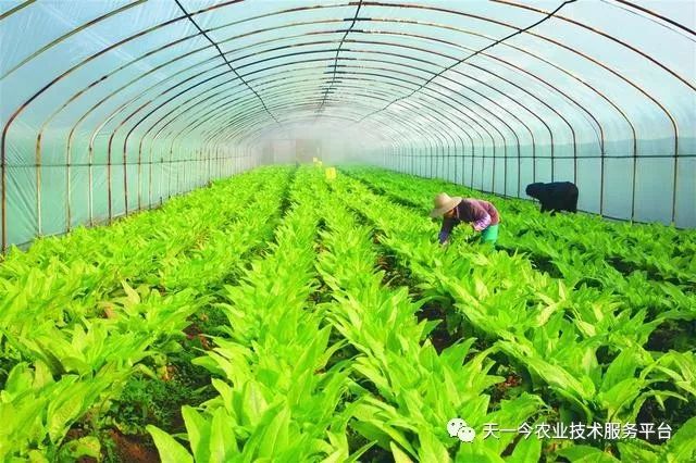 有机农业以后的发展趋势是什么呢?中国农业未来路在何方?