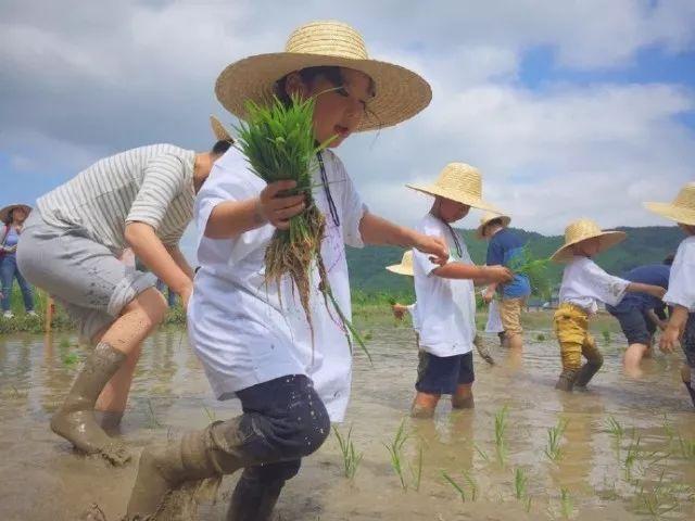 关于金融支持农业规模化生产和集约化经营的指导意见_农业农村部关于稳定生猪生产_有机农业生产的现状与发展