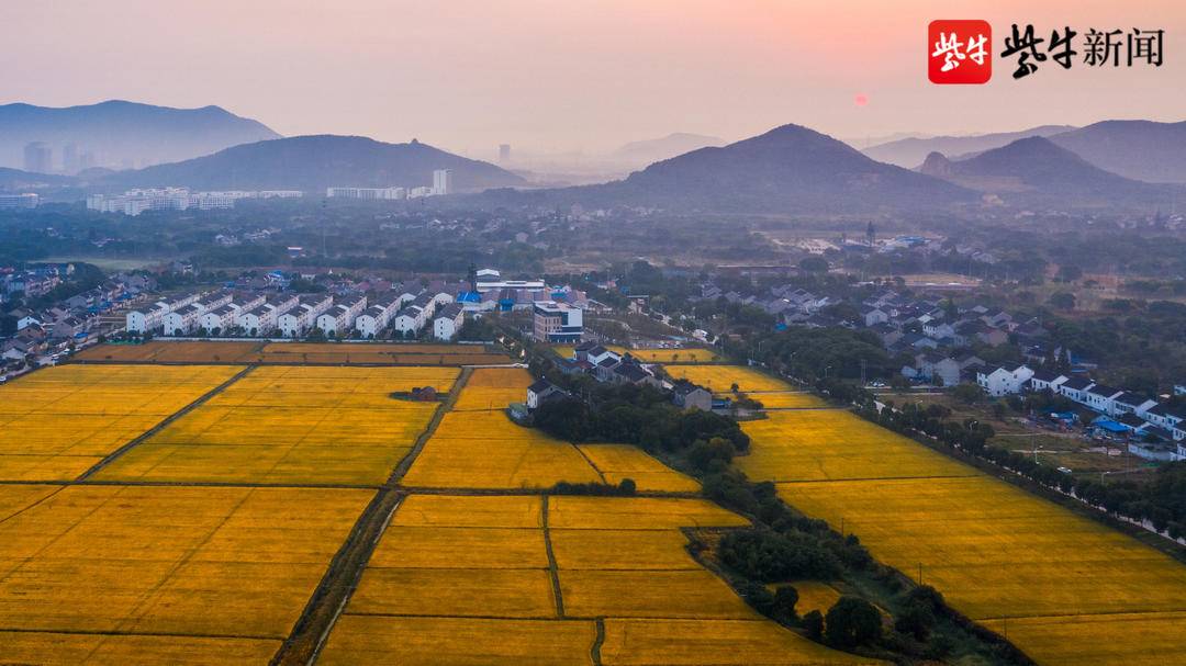 2021年评为苏州市市级现代农业园区千亩金灿灿稻田迎来沉甸甸丰收