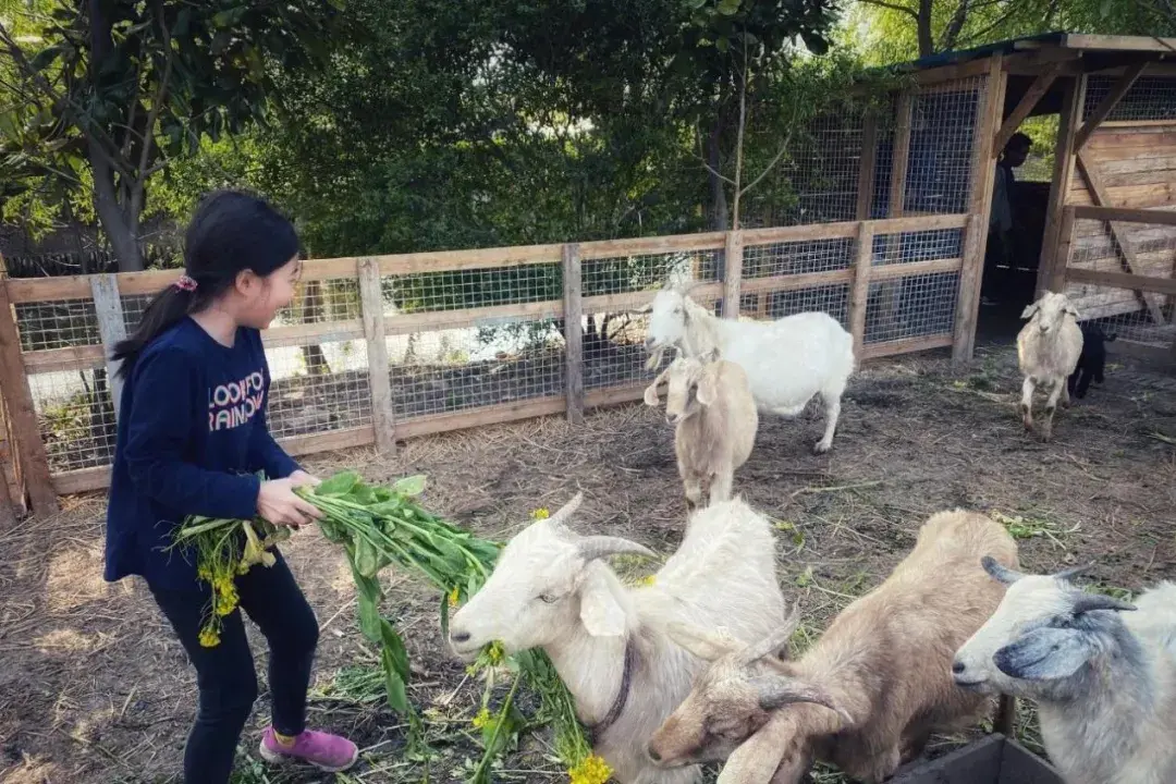 有机农场_全民农场烤饼机_卡通农场制帽机多少钱