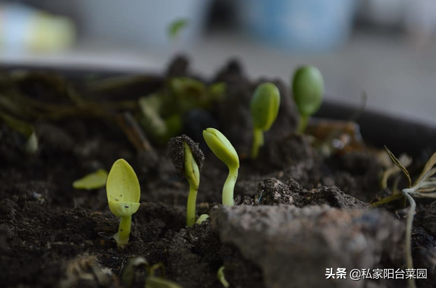 自制有机肥_水培植物自制肥_自制兰花液体肥