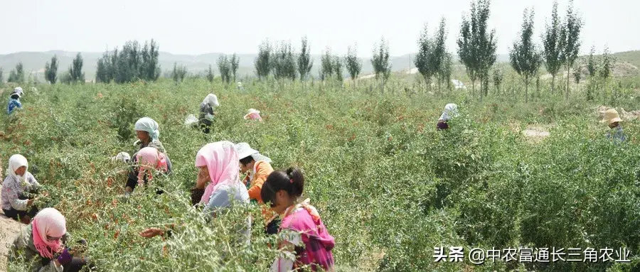 点刷pos机有多重一个_一夜缠绵2哥哥温柔点痛_有机农业的痛点