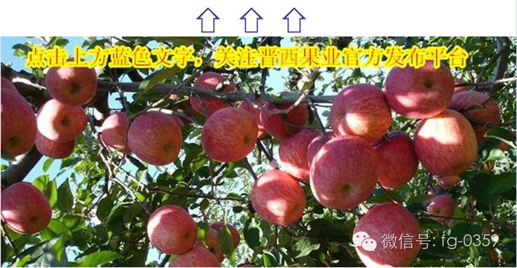 到底什么是有机肥_有机肥生产工艺_有机肥原料选择