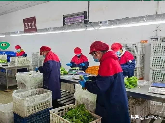 中国有机农产品价格变化分析_有机农产品价格影响因素_有机农业生产的现状与发展