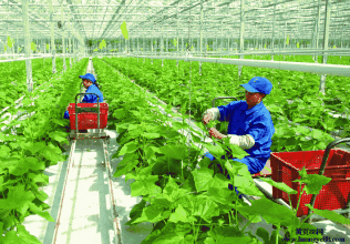 什么是有机农业_有机农业特点_生态农业优势