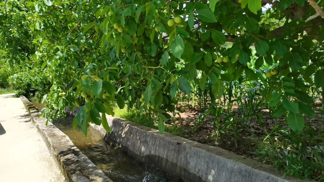 我国有机种植的政策_两当县有机产业政策扶持方案_两当县全域有机农业发展