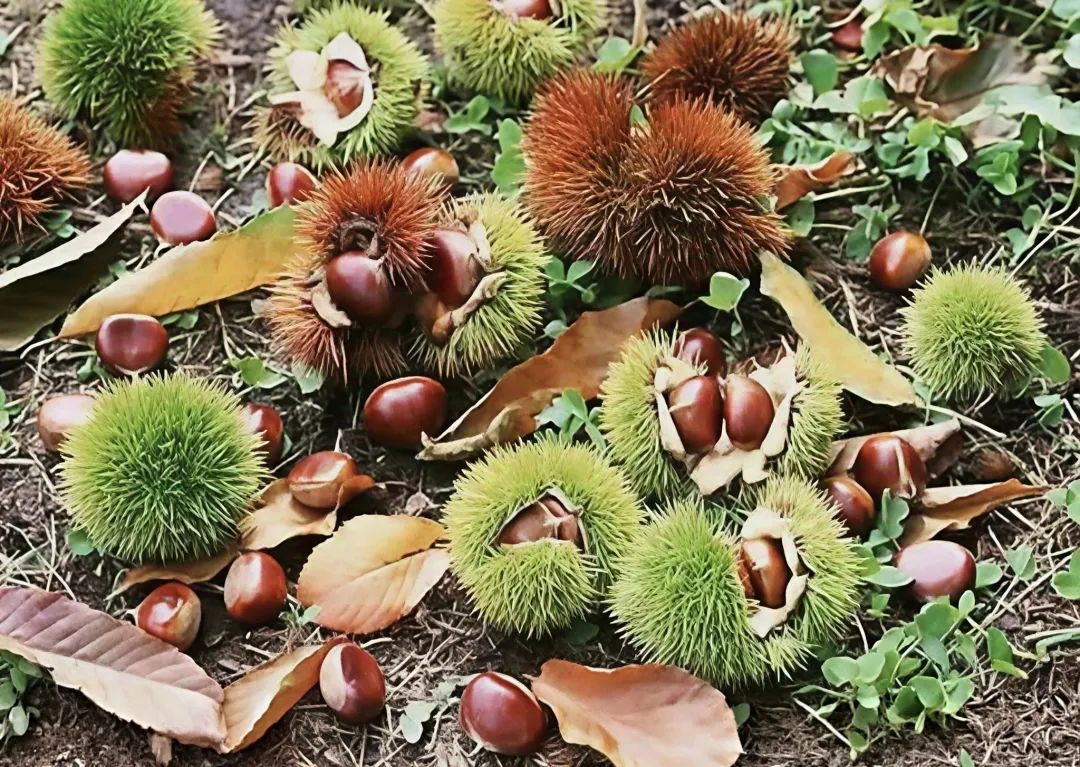 我国有机种植的政策_两当县全域有机农业发展_两当县有机产业政策扶持方案