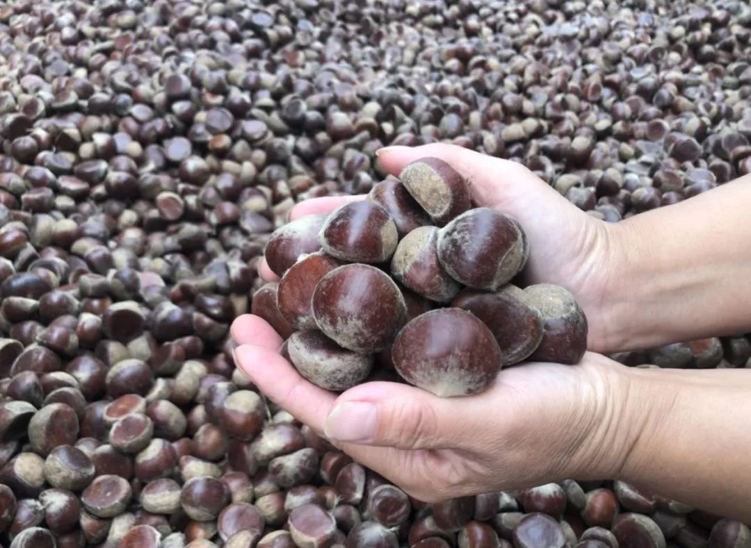 两当县有机产业政策扶持方案_两当县全域有机农业发展_我国有机种植的政策