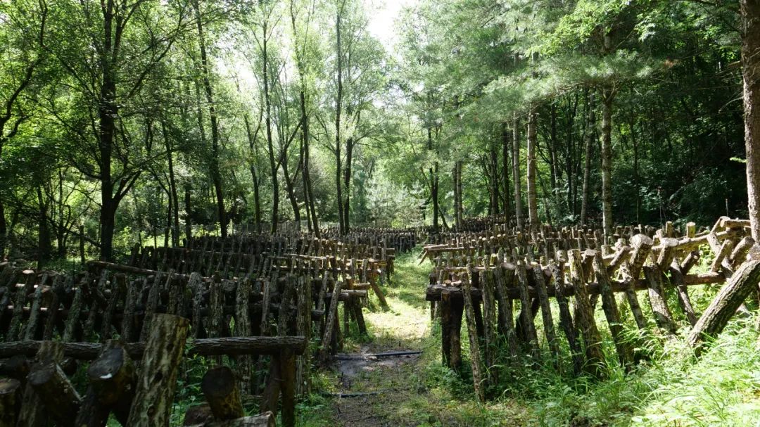 两当县有机产业政策扶持方案_我国有机种植的政策_两当县全域有机农业发展