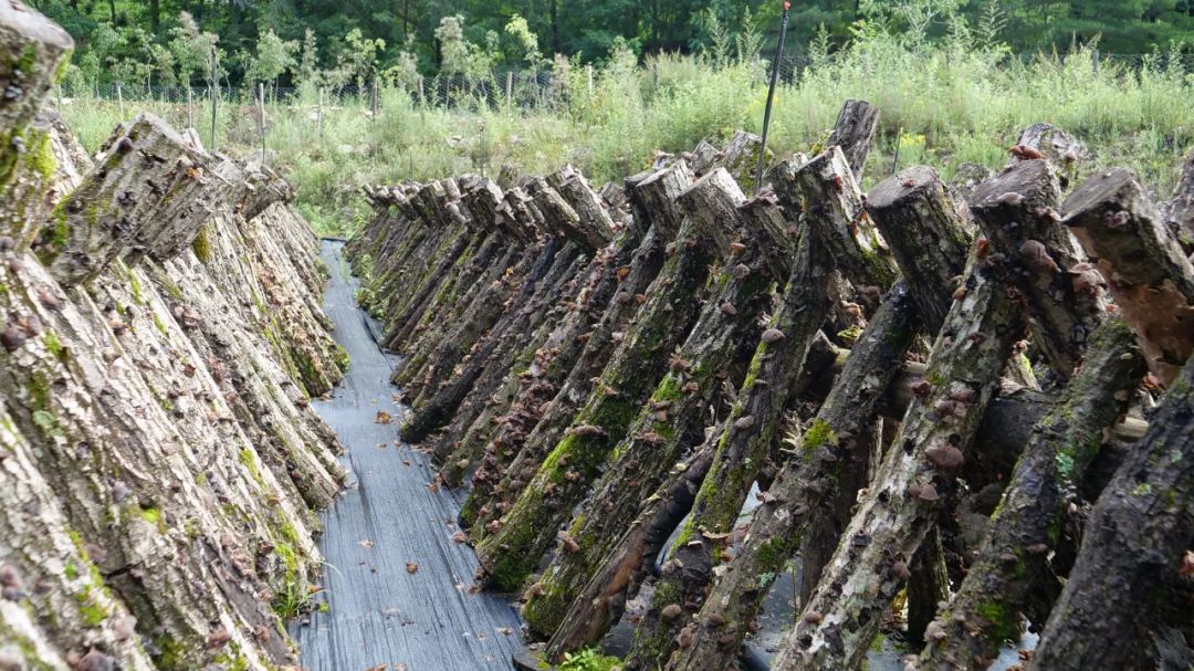 两当县全域有机农业发展_我国有机种植的政策_两当县有机产业政策扶持方案