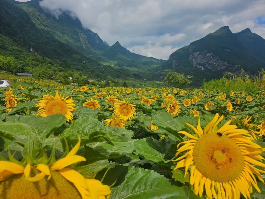 我国有机种植的政策_两当县有机产业政策扶持方案_两当县全域有机农业发展