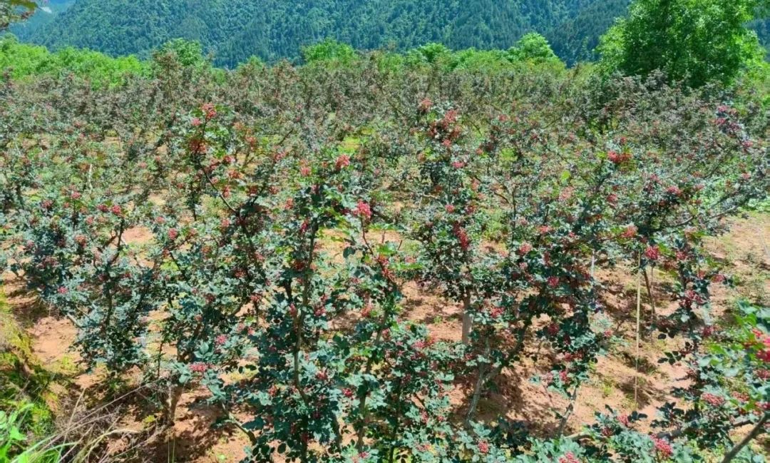 两当县有机产业政策扶持方案_我国有机种植的政策_两当县全域有机农业发展