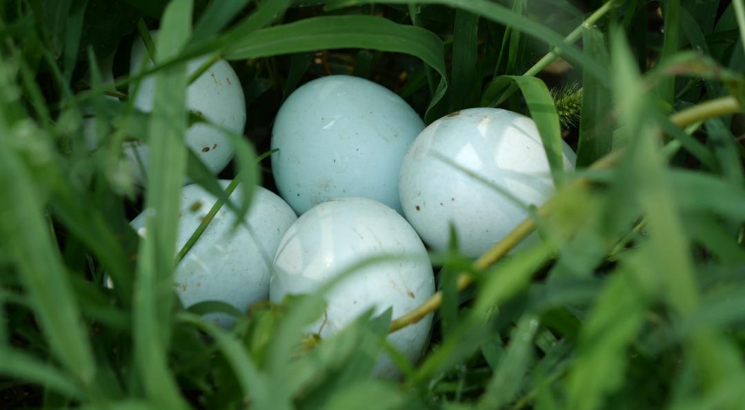 两当县有机产业政策扶持方案_两当县全域有机农业发展_我国有机种植的政策