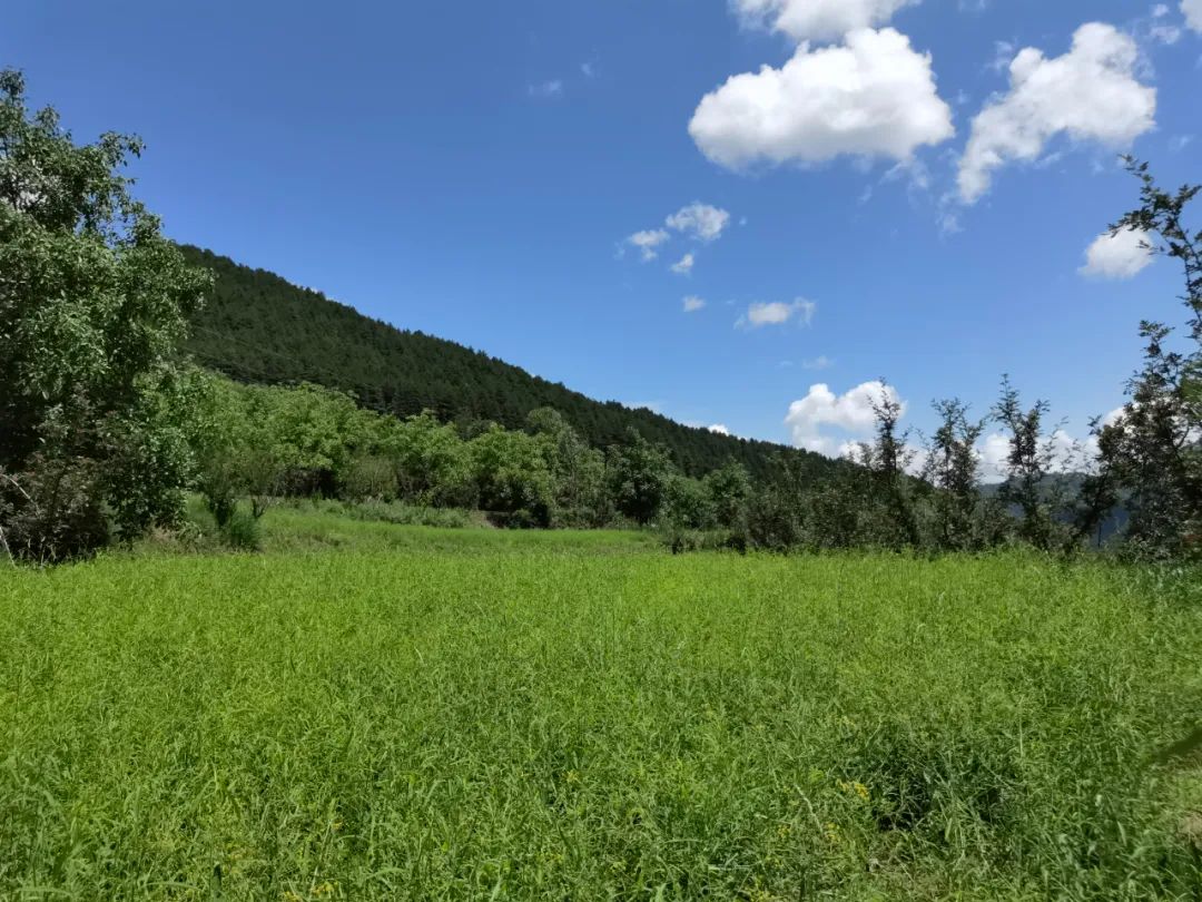 两当县有机产业政策扶持方案_我国有机种植的政策_两当县全域有机农业发展