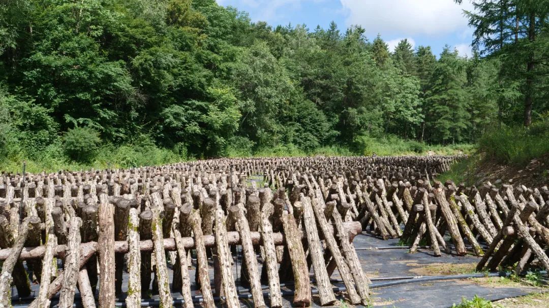 两当县有机产业政策扶持方案_两当县全域有机农业发展_我国有机种植的政策