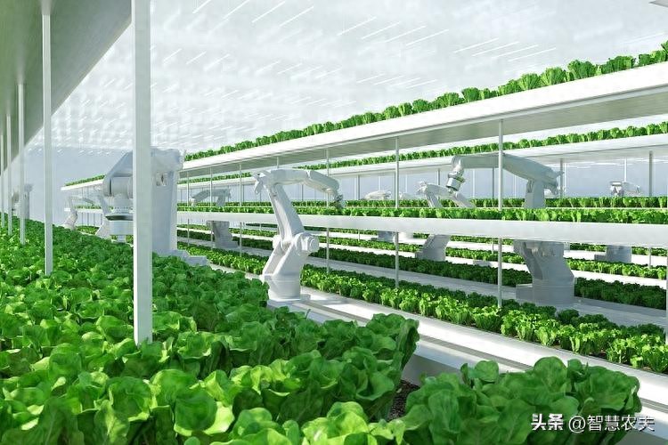 我国有机种植的政策_智能温室无土栽培智慧农业