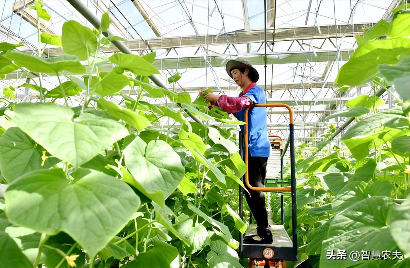 智能温室无土栽培智慧农业_我国有机种植的政策