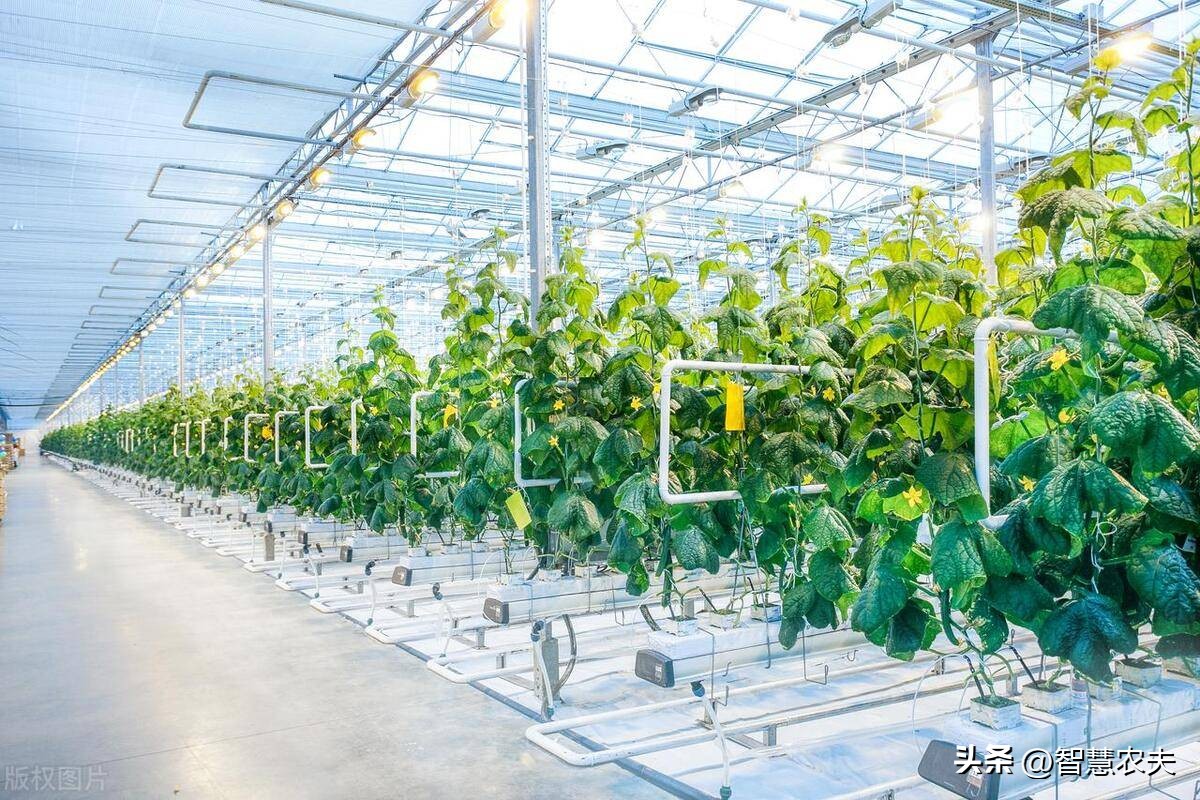 智能温室无土栽培智慧农业_我国有机种植的政策
