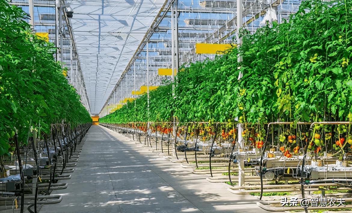 智能温室无土栽培智慧农业_我国有机种植的政策